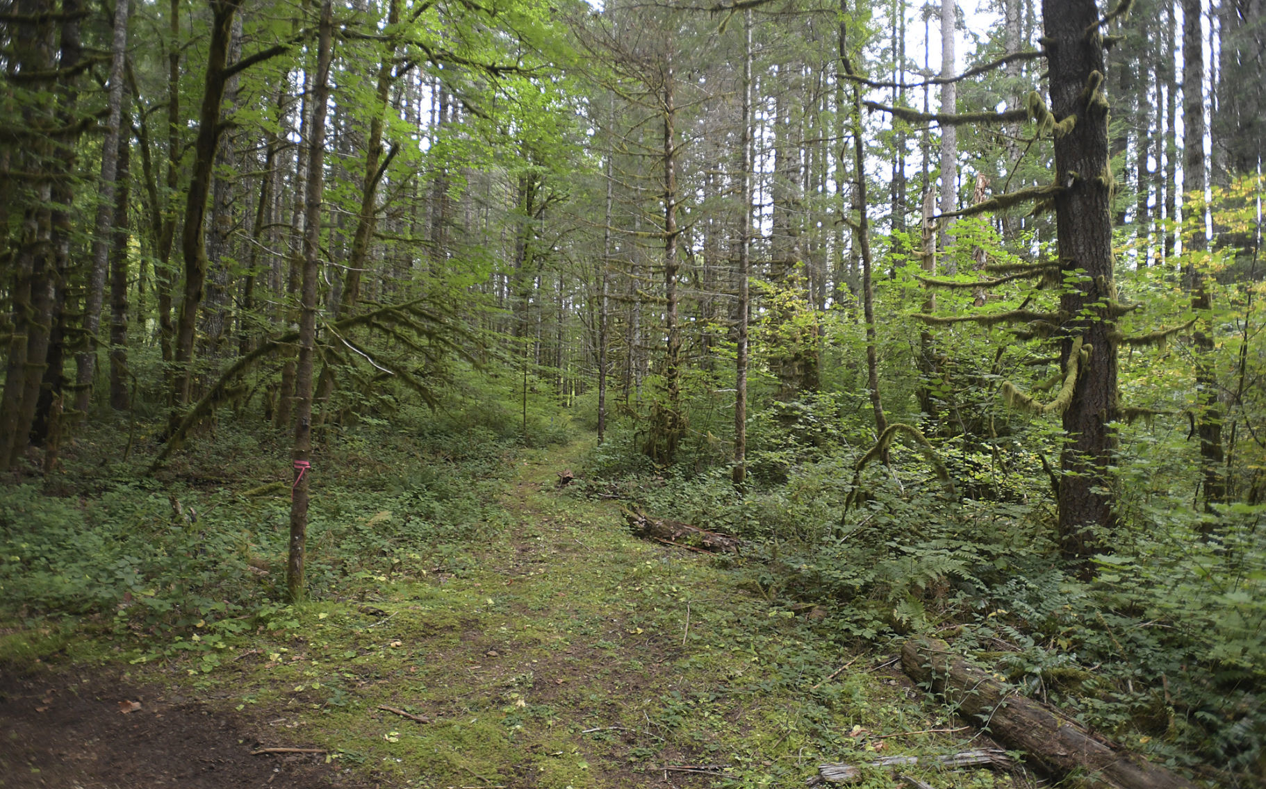 Shiver River Tree Farm07-my